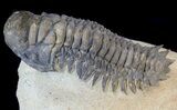 Crotalocephalina Trilobite - Foum Zguid, Morocco #38798-1